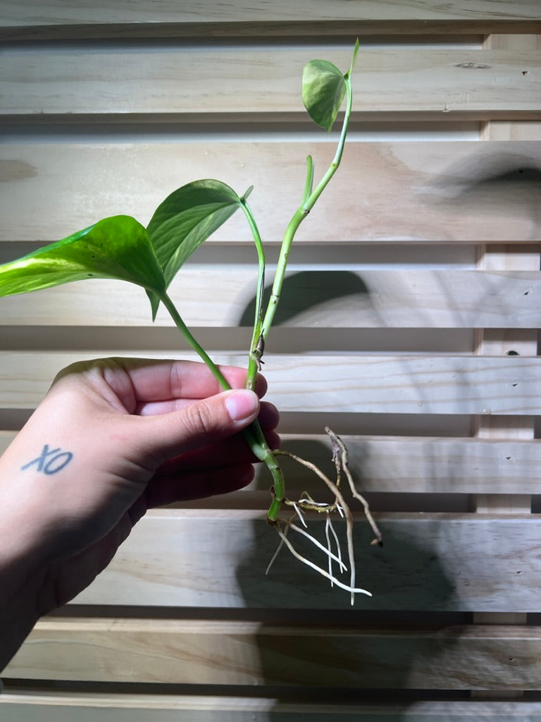 Golden Pothos Cutting