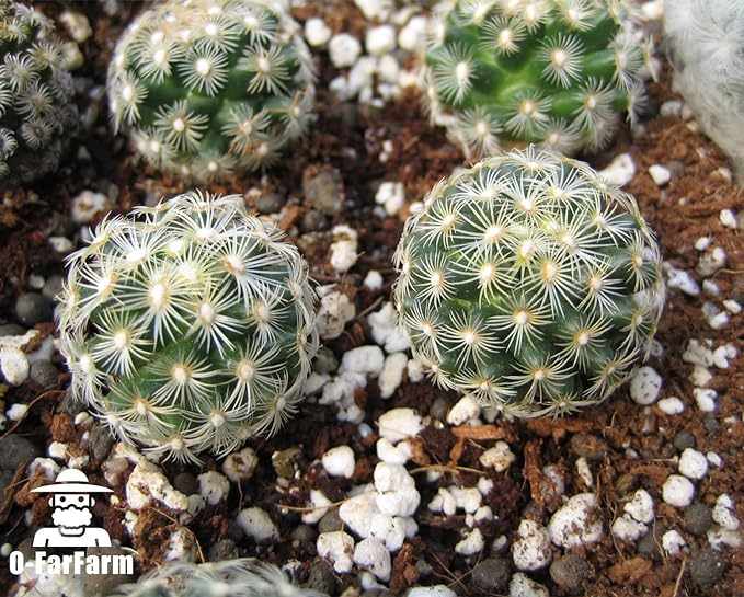 O-FarFarm Chunky Perlite Bulk, Horticultural Pearlite Coarse Perlite for Plants Indoor, Additive Conditioner Mix, Improve Drainage and Ventilation, Help Root Growth (5-10mm, 2qt)