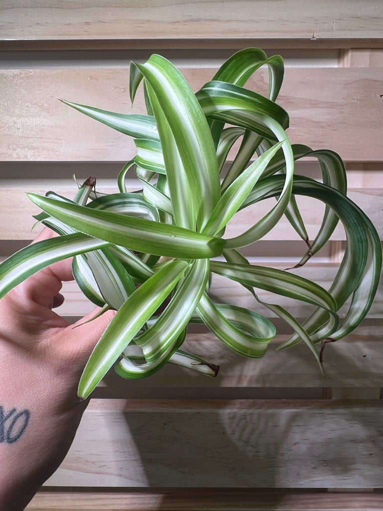 spiderette spider plant Curly Spider Plant Spiderette