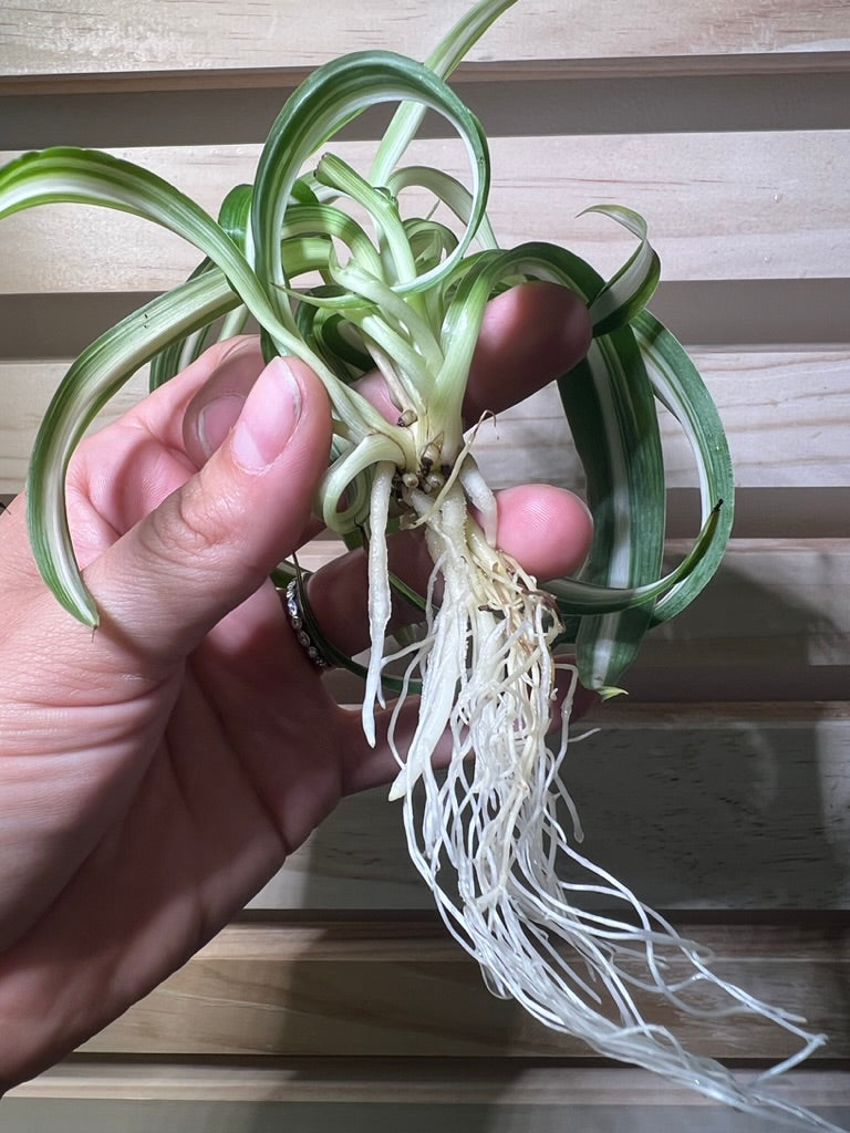 Curly Spider Plant Spiderette