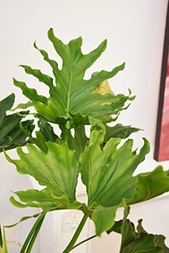 Philodendron Variety Pack - 3 Live Plants in 2 Inch Pots - Grower's Choice of Rare and Elegant Indoor Houseplants