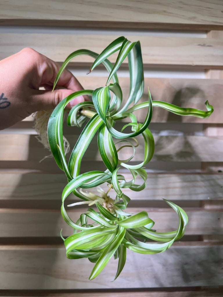 Curly Spider Plant Spiderette