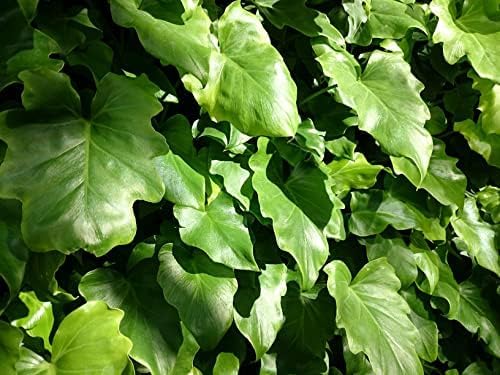 Philodendron Variety Pack - 3 Live Plants in 2 Inch Pots - Grower's Choice of Rare and Elegant Indoor Houseplants