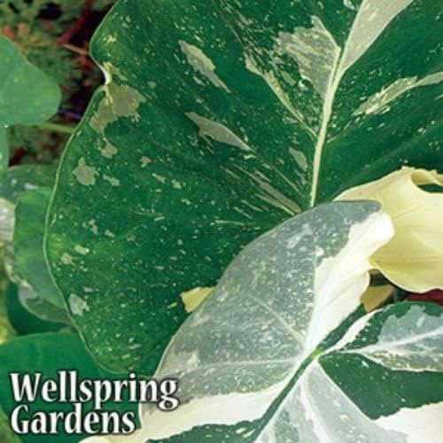 Elepaio Elephant Ear (Ele Paio) Live Plant - Colocasia