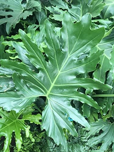 Philodendron Variety Pack - 3 Live Plants in 2 Inch Pots - Grower's Choice of Rare and Elegant Indoor Houseplants