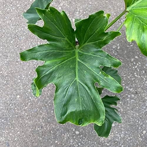 Philodendron Variety Pack - 3 Live Plants in 2 Inch Pots - Grower's Choice of Rare and Elegant Indoor Houseplants