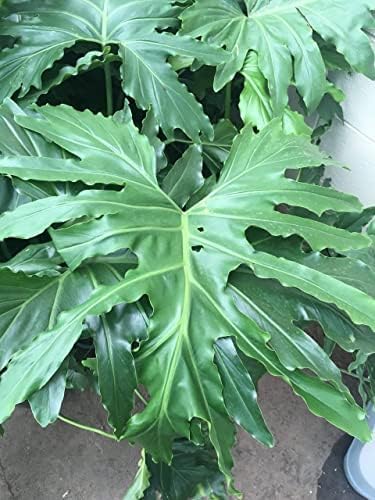 Philodendron Variety Pack - 3 Live Plants in 2 Inch Pots - Grower's Choice of Rare and Elegant Indoor Houseplants