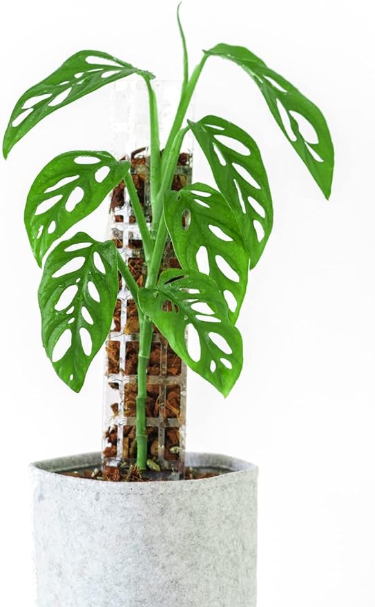 Medium 2.0 GrowPole (5 Piece Set) Plastic Moss Poles for Monstera