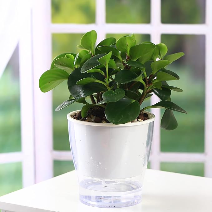 3 Packs 7" Large Clear Self-watering Planters African Violet Pots Plastic Plant Pots Wicking Flower Pots for Indoor Plants, Herbs, African Violet, Ocean Spider Plant, Orchid Pot, Clear and White