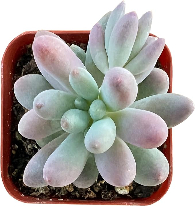 Rare Succulent 2" Pachyphytum 'Machucae' Baby Finger, Live Succulents Plants Fully Rooted in 2-inch Pots with Soil, Easy-Care House Plant for Home Decor, Wedding Party Favor Gift