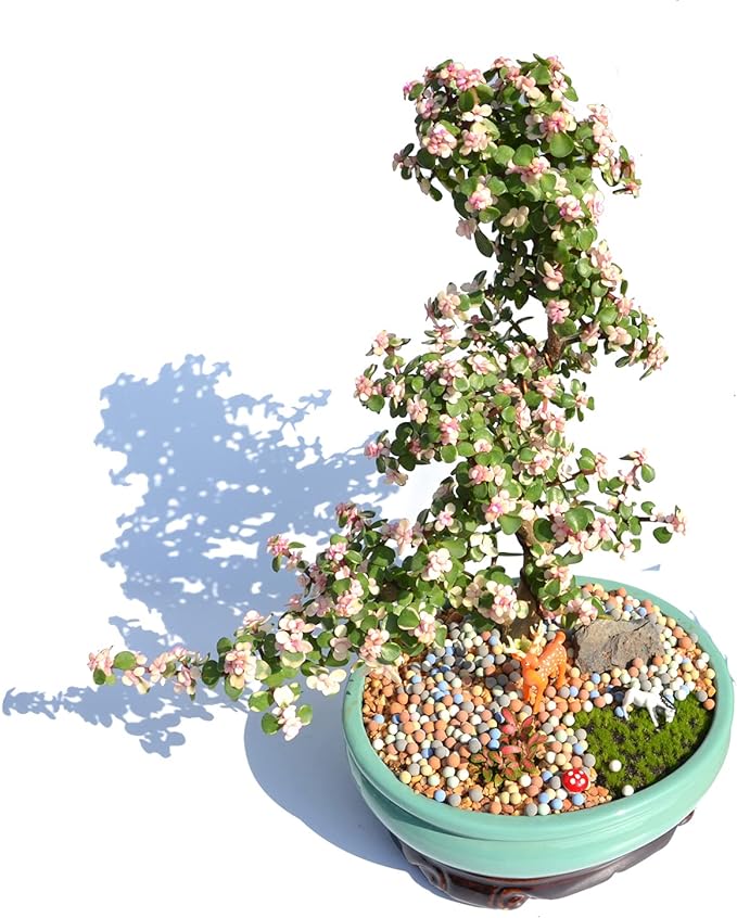 4.4lb Hydroponics Clay Pebbles Ceramsite Balls Orchid Hydroponic Grow Clay Pebbles Drainage Water Purification Vase Balls Leca for Plants (Multicolor)