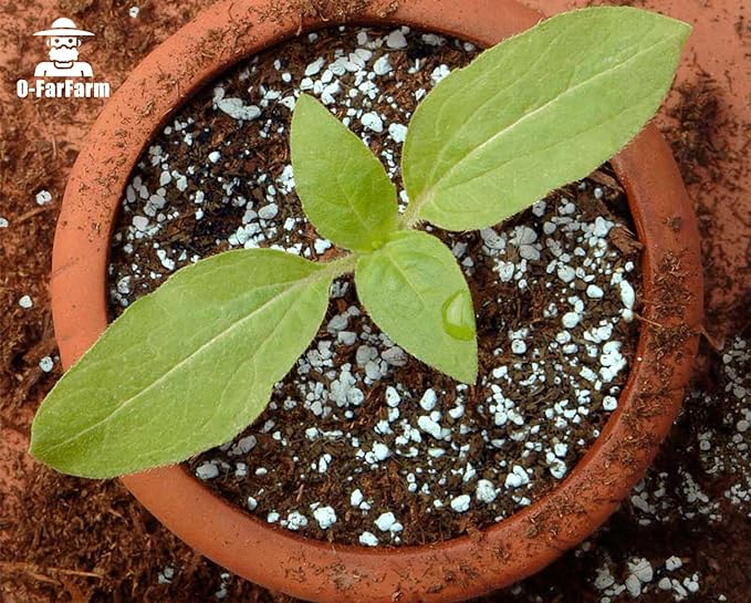 O-FarFarm Chunky Perlite Bulk, Horticultural Pearlite Coarse Perlite for Plants Indoor, Additive Conditioner Mix, Improve Drainage and Ventilation, Help Root Growth (5-10mm, 2qt)