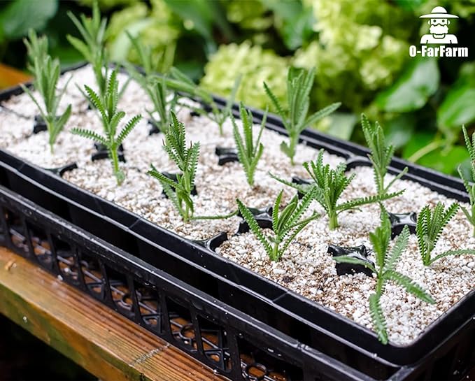 O-FarFarm Chunky Perlite Bulk, Horticultural Pearlite Coarse Perlite for Plants Indoor, Additive Conditioner Mix, Improve Drainage and Ventilation, Help Root Growth (5-10mm, 2qt)