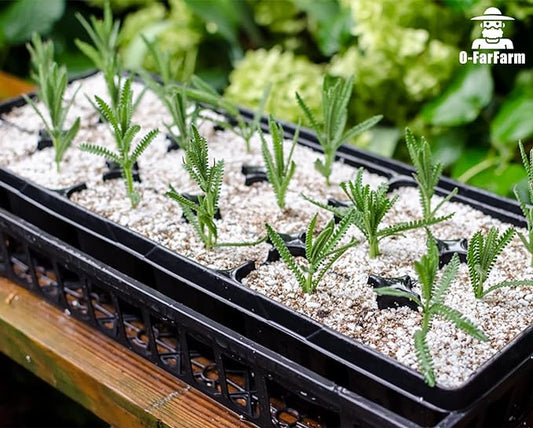 O-FarFarm Chunky Perlite Bulk, Horticultural Pearlite Coarse Perlite for Plants Indoor, Additive Conditioner Mix, Improve Drainage and Ventilation, Help Root Growth (5-10mm, 2qt)