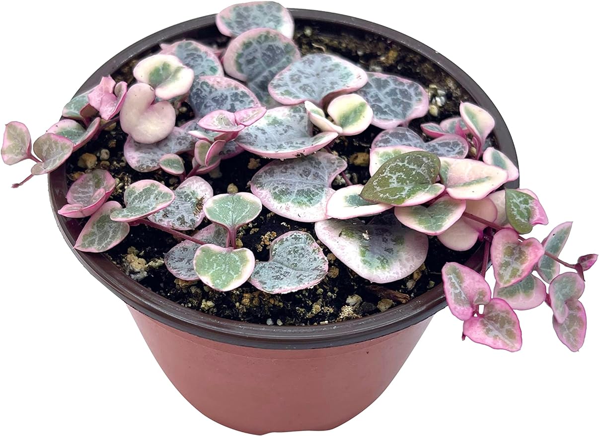Live Succulent 4" Variegated String of Hearts, Succulents Plants Live, Succulent Plants Rooted, Hanging House Plant for Home Office Decoration, DIY Projects Party Favor Gift by The Succulent Cult