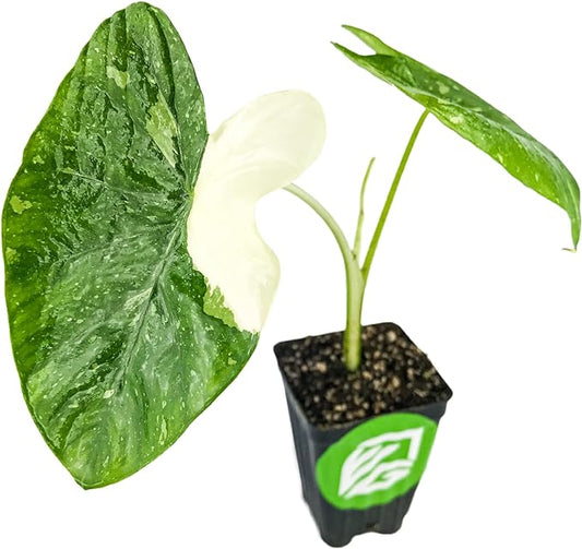 Elepaio Elephant Ear (Ele Paio) Live Plant - Colocasia