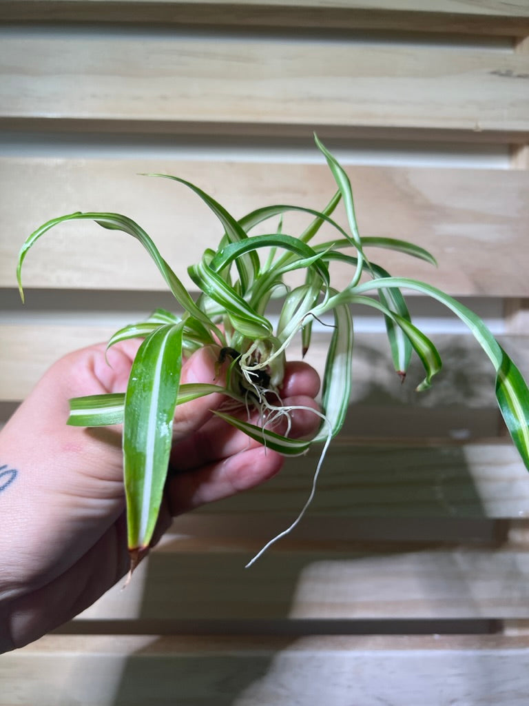curly spider plant babies Curly Spider Plant Spiderette
