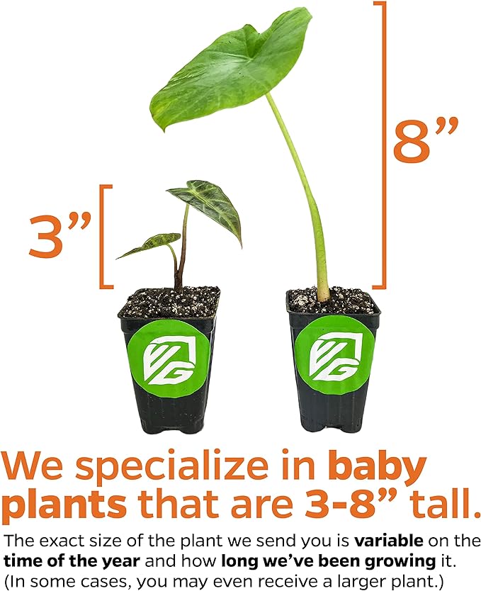 Elepaio Elephant Ear (Ele Paio) Live Plant - Colocasia