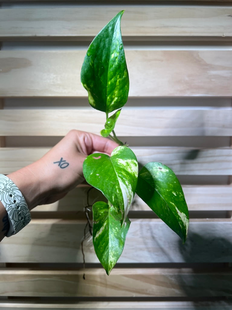 Golden Pothos Cutting