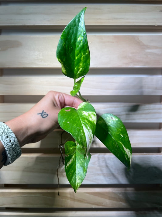 Golden Pothos Cutting