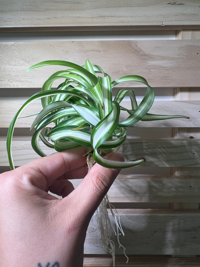 Curly Spider Plant Spiderette