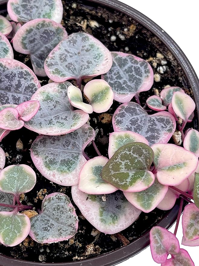 Live Succulent 4" Variegated String of Hearts, Succulents Plants Live, Succulent Plants Rooted, Hanging House Plant for Home Office Decoration, DIY Projects Party Favor Gift by The Succulent Cult
