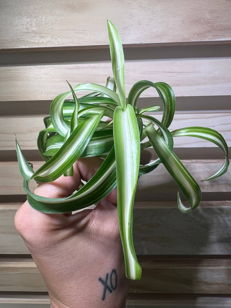 Curly Spider Plant Spiderette