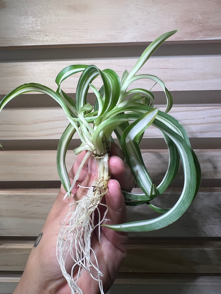 Curly Spider Plant Spiderette