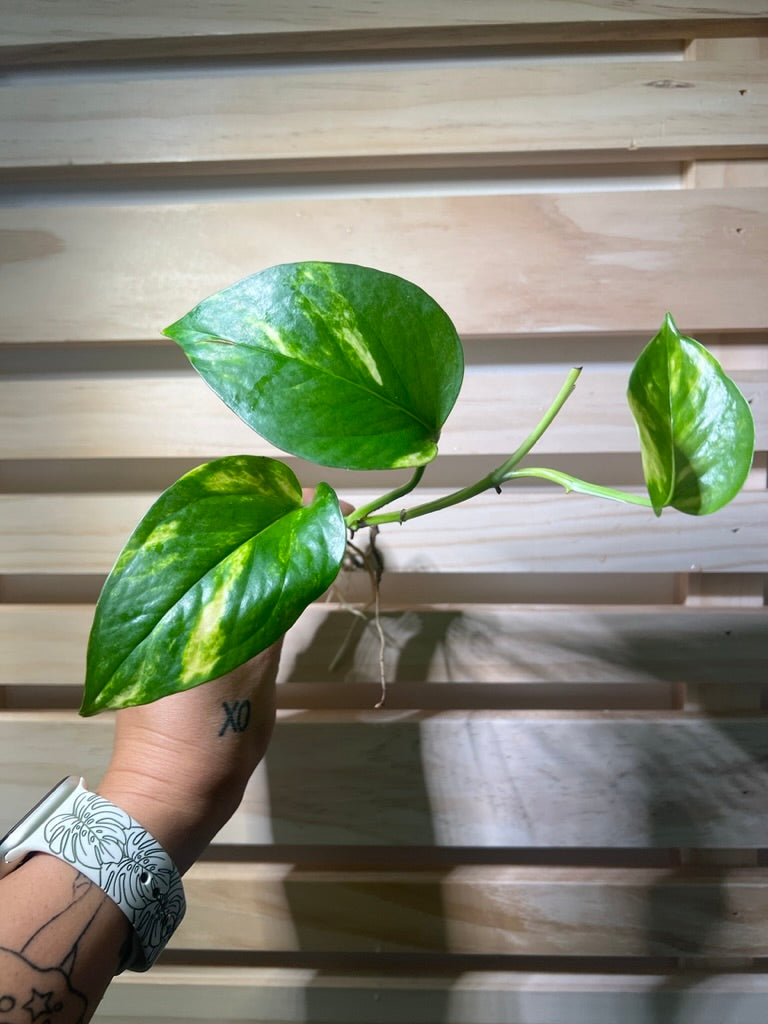 Golden Pothos Cutting