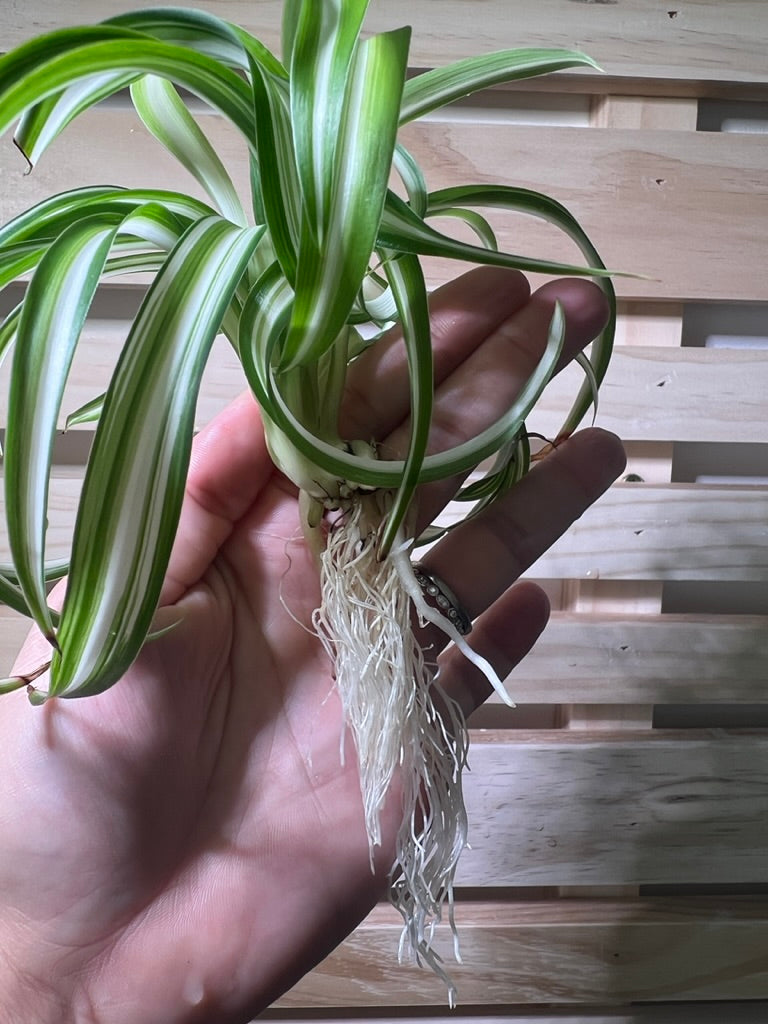 Curly Spider Plant Spiderette