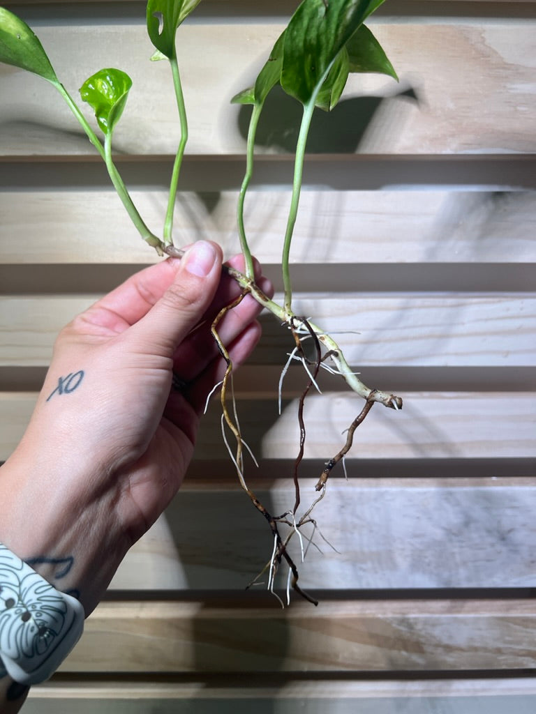Golden Pothos Cutting