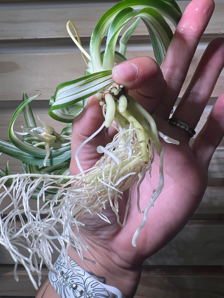 Curly Spider Plant Spiderette